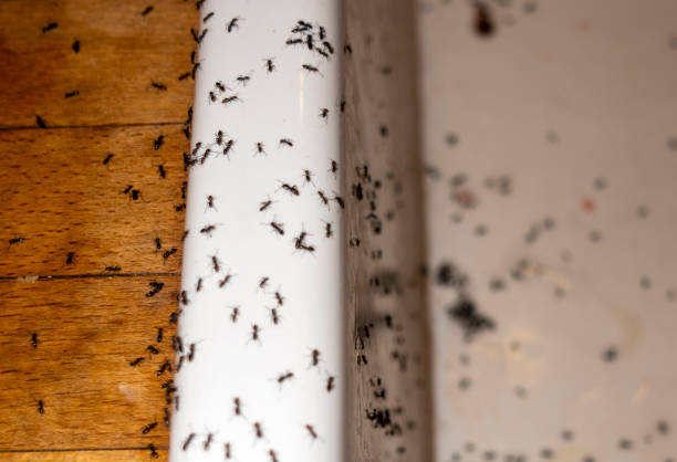 Best Termite Control Services  in Huntsville, TN