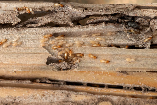 Best Emergency Pest Control  in Huntsville, TN