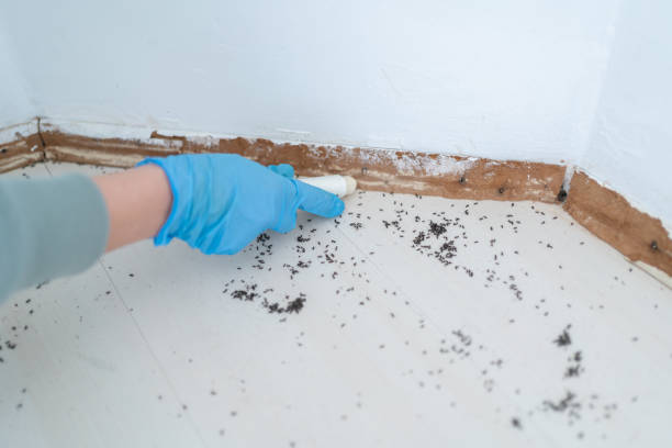Best Mosquito Control Services  in Huntsville, TN